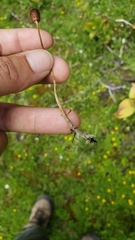 Galeropsis polytrichoides