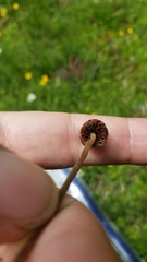 Galeropsis polytrichoides