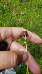 Galeropsis polytrichoides