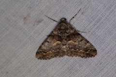 Gastrinodes argoplaca