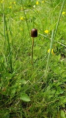 Galeropsis polytrichoides
