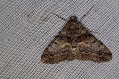 Gastrinodes argoplaca