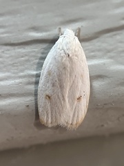 Durrantia piperatella