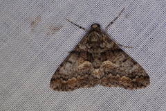 Gastrinodes argoplaca