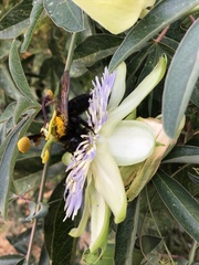 Xylocopa sonorina