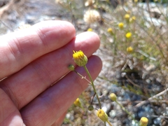 Erigeron reductus angustatus