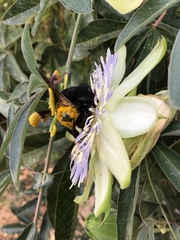 Xylocopa sonorina