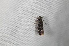 Chionodes bicostomaculella