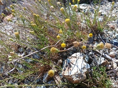 Erigeron reductus angustatus