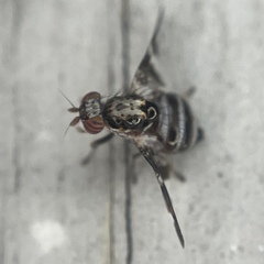 Dyscrasis hendeli