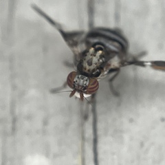 Dyscrasis hendeli