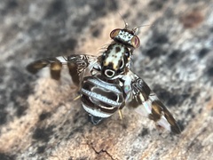 Dyscrasis hendeli