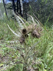 Cirsium scopulorum