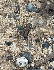 Cosmodela aurulenta aurulenta