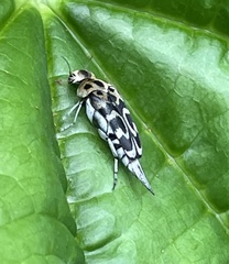 Glipa malaccana