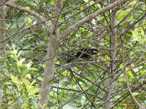 Black Solitaire (Entomodestes coracinus), photo 5