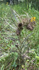Cirsium scopulorum