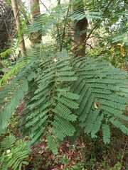 Peltophorum