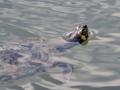 Trachemys scripta scripta