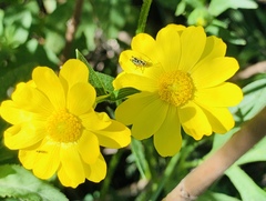 Ranunculus petiolaris