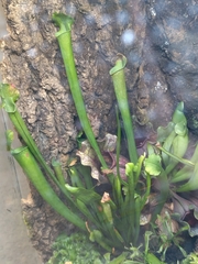 Sarraceniaceae