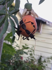 Leptoglossus zonatus