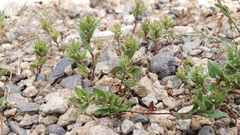 Polygonum minimum