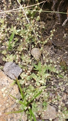Micranthes bryophora