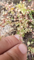 Micranthes bryophora
