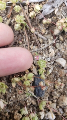 Micranthes bryophora