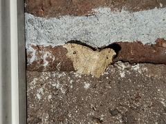 Macaria aemulataria