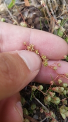 Micranthes bryophora