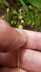Micranthes bryophora
