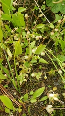 Micranthes bryophora