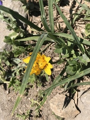 Nothocalais alpestris