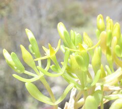 Gunniopsis intermedia