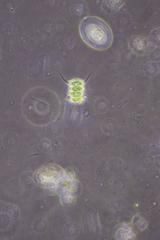 Desmodesmus opoliensis