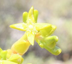 Gunniopsis intermedia