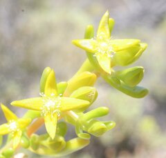 Gunniopsis intermedia