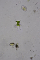 Desmodesmus opoliensis