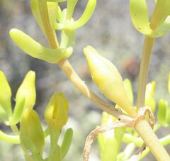 Gunniopsis intermedia