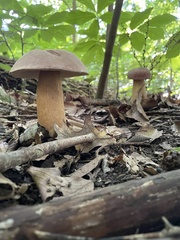 Tylopilus rubrobrunneus
