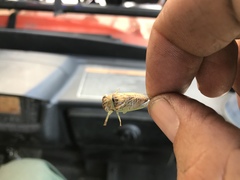 Diceroprocta delicata