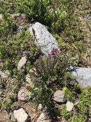 Pedicularis ornithorhynchos