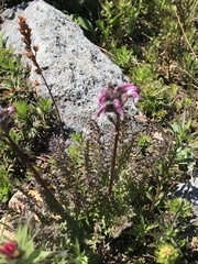 Pedicularis ornithorhynchos