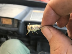 Diceroprocta delicata