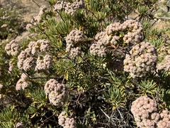 Eriogonum arborescens