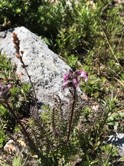 Pedicularis ornithorhynchos