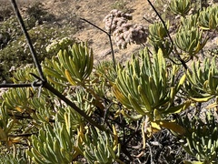 Eriogonum arborescens