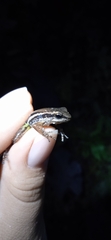 Leucostethus fraterdanieli